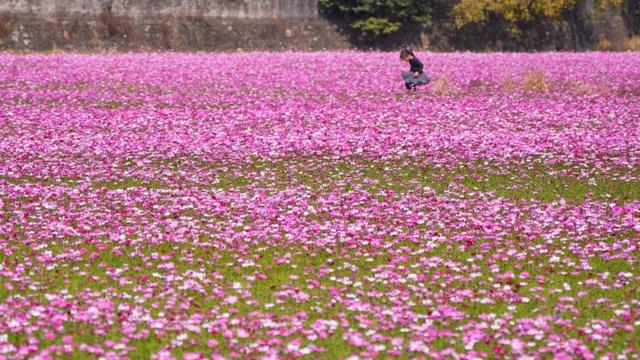中山这片粉色花海，开了！