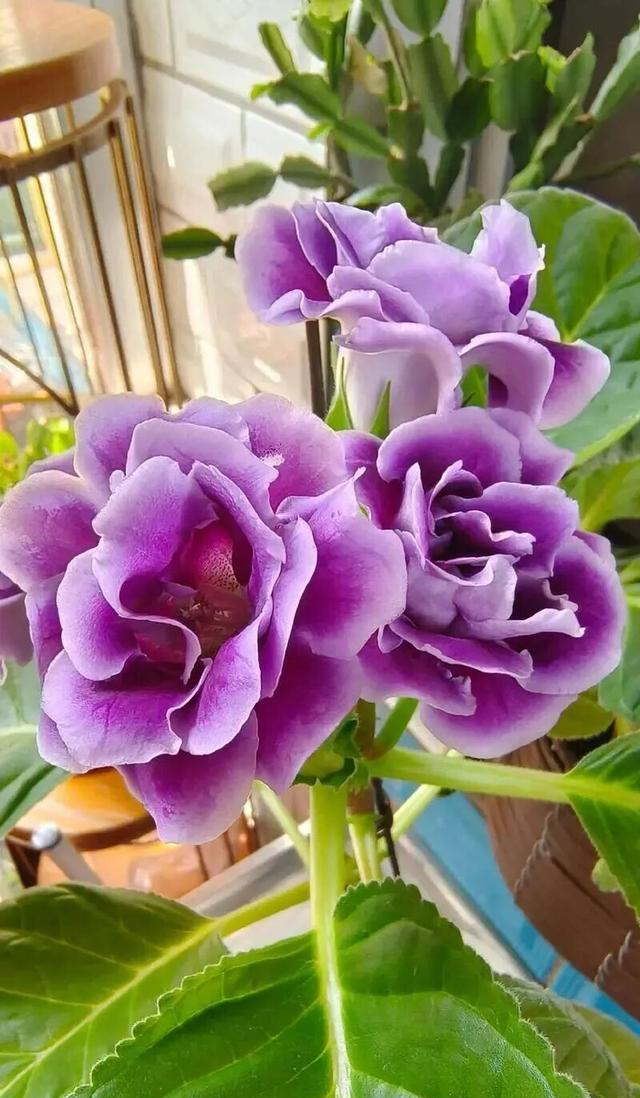 冬天就养这5种花，个个花期超长，能一直开花到夏天！