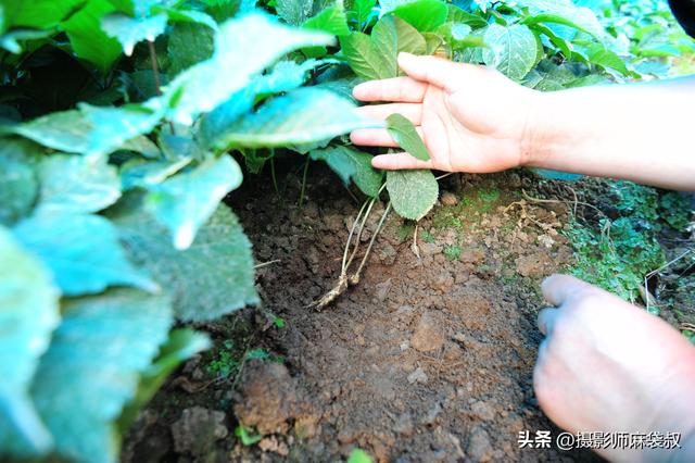 边陲小城临江： 四保临江发生地 与朝鲜隔江而望 肉眼可见对面的军营