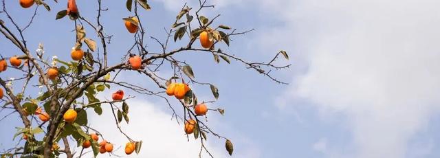 打卡限时浪漫，一键收藏隐珠街道最美秋色！