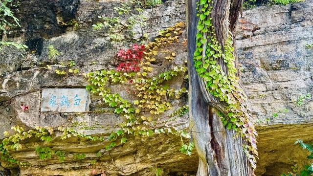 灵岩寺景区银杏即将迎来最佳观赏期