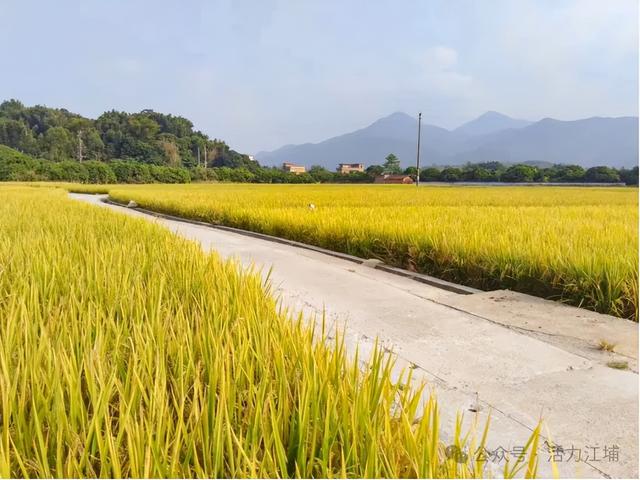 秋日必去！从化江埔5大稻田打卡攻略，邂逅金色浪漫