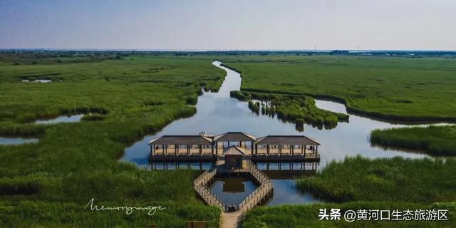 【黄河口生态旅游区】以湿地为笺，用候鸟作笔 —— 致教师的自然礼赞
