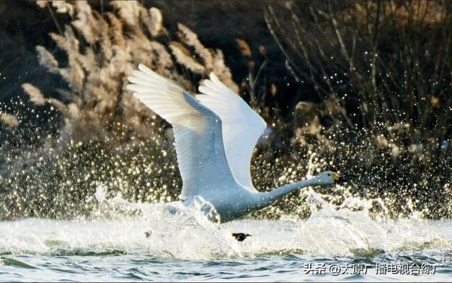 汾河清徐段变美啦，天鹅都赶着来“打卡”