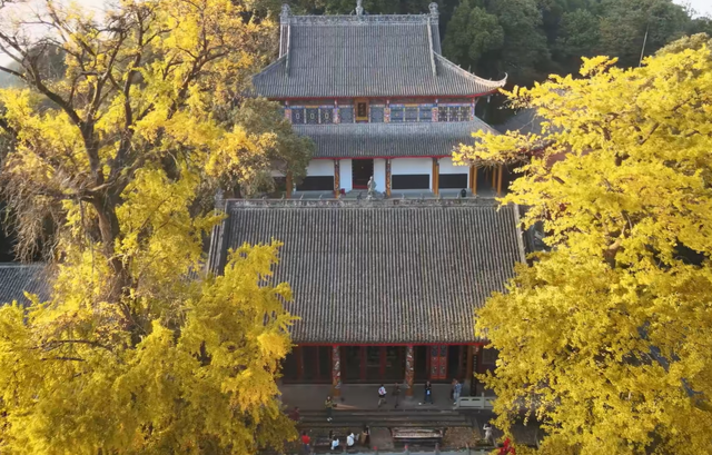 成都绝佳赏银杏景点，拥有两棵千年“夫妻树”银杏树，却少有人知