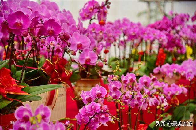 入园赏春花，回家带年花，佛山卡玛缤纷花世界年花节开幕了