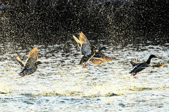 【冬天的野麻湾】阳关雪及野麻湾的飞鸟