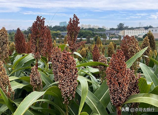 成都惊现粉黛草与红高粱成片，色彩超级艳丽，地铁公交车可达！