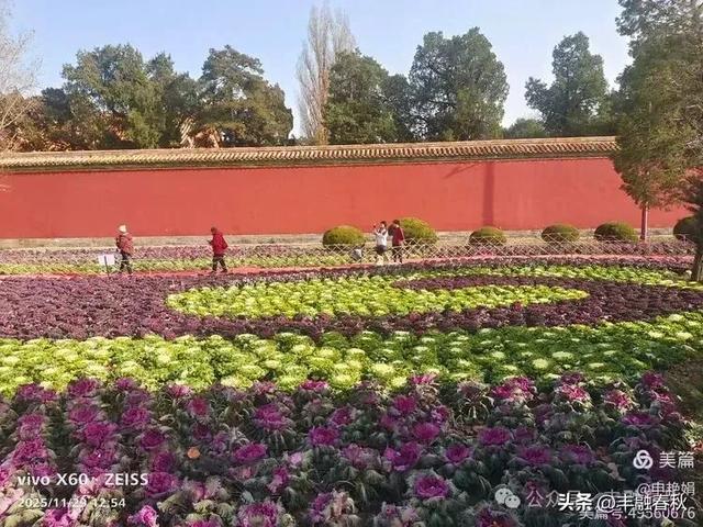 北京景山公园羽衣,冬园锦色|申艳娟