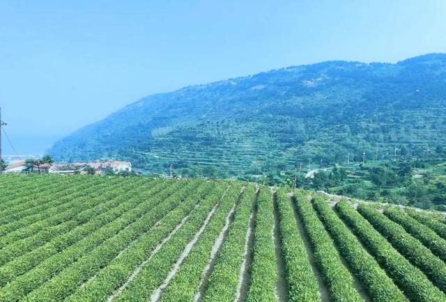 世界上还有很多吴细妹|《命悬一生》编剧陆春吾专访