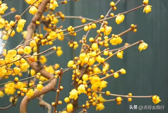 成都超大规模腊梅花，30000余株，不要门票，百年老桩更是惊艳！