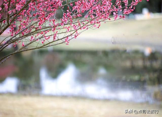 成都郫都区最大面积红梅花开了，粉红花海，非常壮观，不要门票！