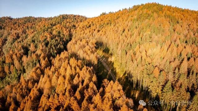 崇州彩林天花板🤩🤩🤩谁还没去过？