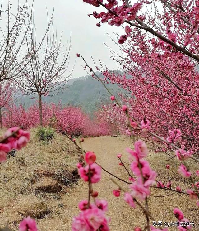 成都山地红梅开花了，粉红云霞铺天盖地，非常震撼，免费！
