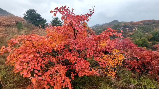雾锁风挡山，红叶引客来
