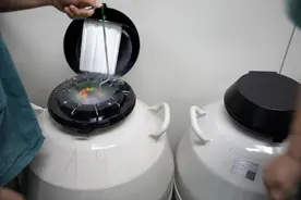 试管移植鲜胚VS冻胚，哪个更好？图片