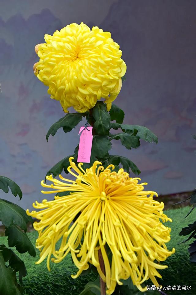 菊花是秋天里绝美的画卷