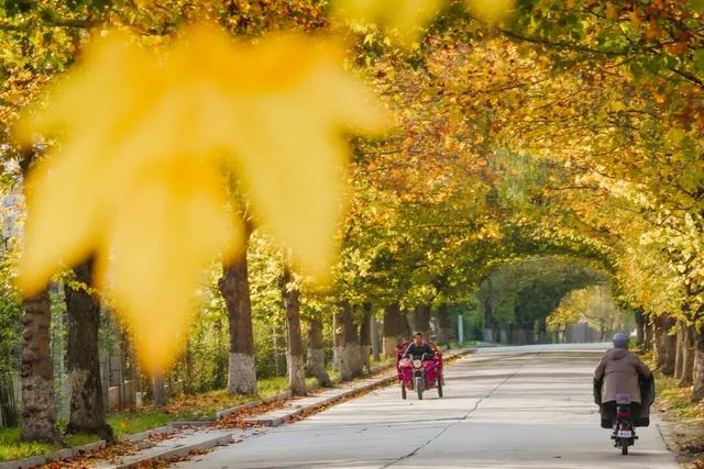 成县晚秋，是藏在秦岭南麓的色彩诗行