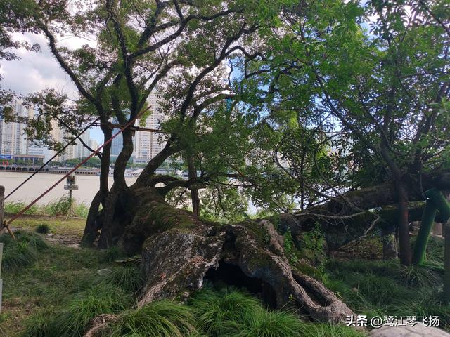 2025国庆第三天温州游：（一）江心屿