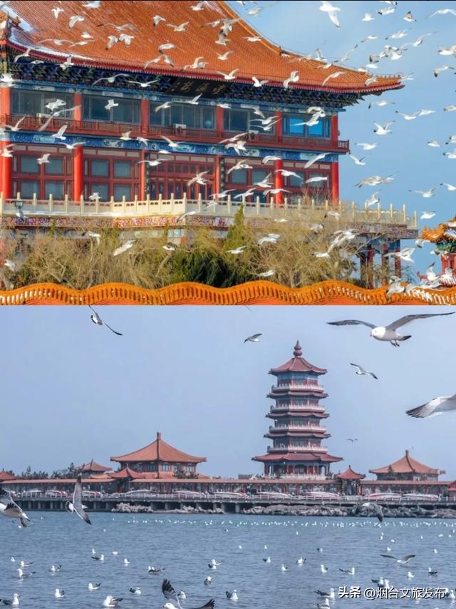 【乐游烟台】烟台蓬莱海鸥已到位,快来赴一场浪漫之旅!
