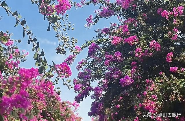 成都温江最美紫薇花大道，壮观色彩斑斓，不要门票，地铁公交直达
