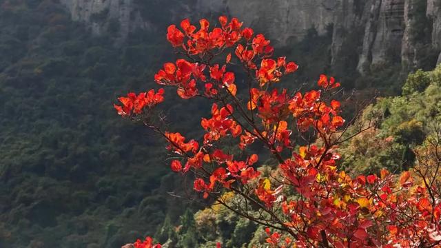 巩义青龙山的秋天美成壁纸,随手一拍都是大片!