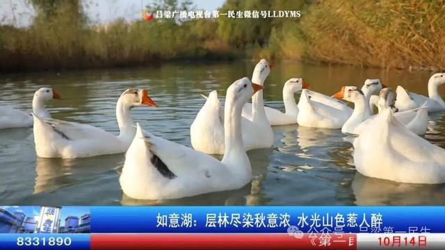 如意湖：层林尽染秋意浓 水光山色惹人醉