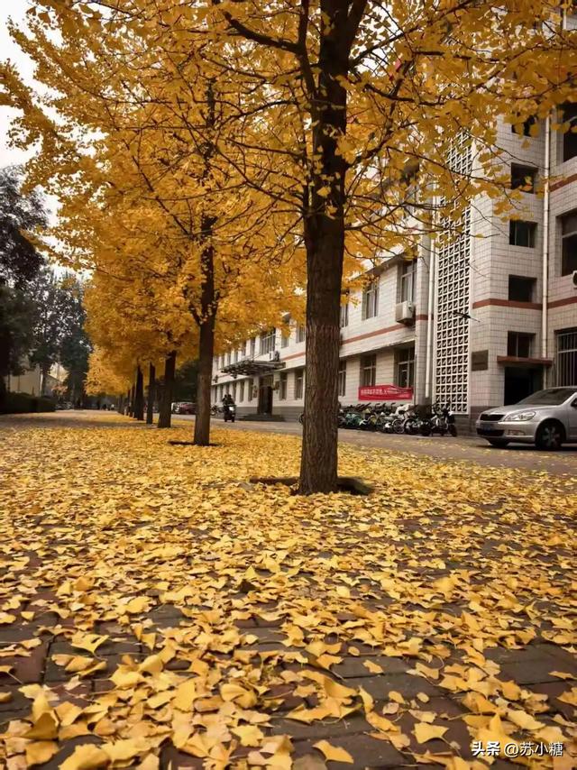 【石家庄】河北经贸大学银杏节预览，随手一拍都是壁纸