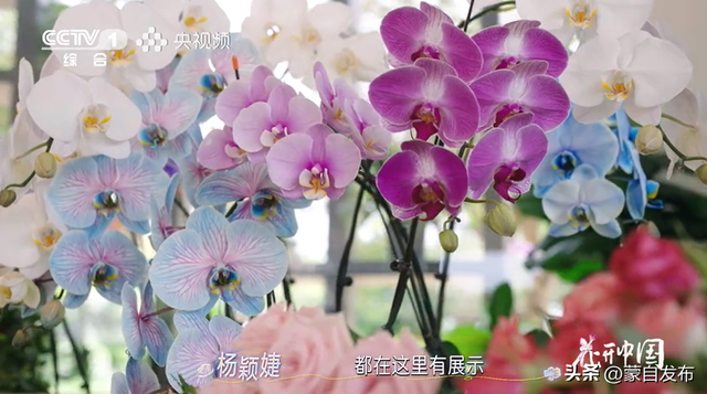 蒙自花开上央视！诚邀晒图，评论区专“宠”鲜花！