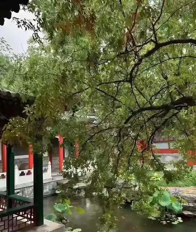 李湘在平台晒自家北京小院，大到让网友以为是景区，真的太有钱了