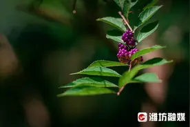 这里结出的“紫珍珠”，美到“冒泡”图片