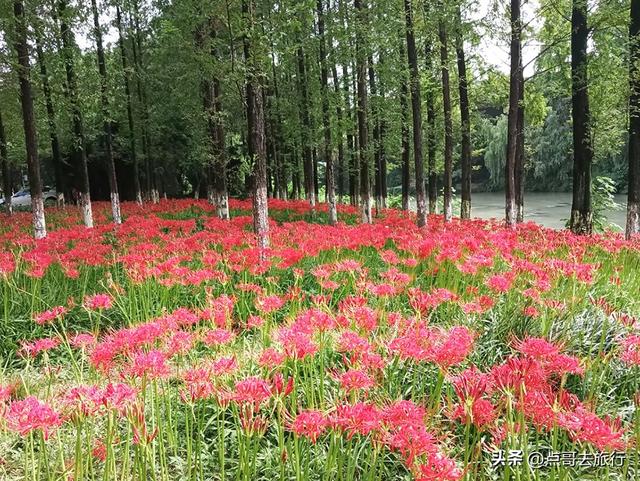 成都市区彼岸花，花开成海，不要门票，地铁公交直达！