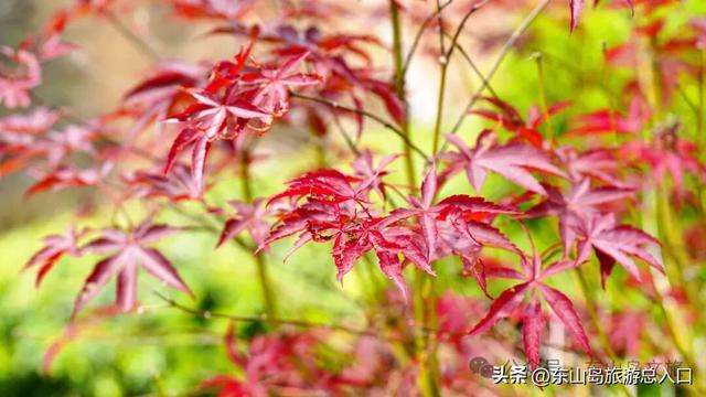 海岛的枫叶红了，走！一起赏枫去，体验海岛秋日美好