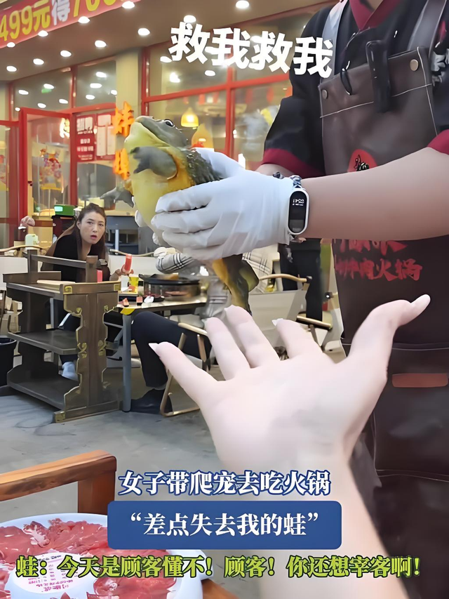 "救命啊！我蛙儿子要被吃了！"——宠物牛蛙与火锅店的故事