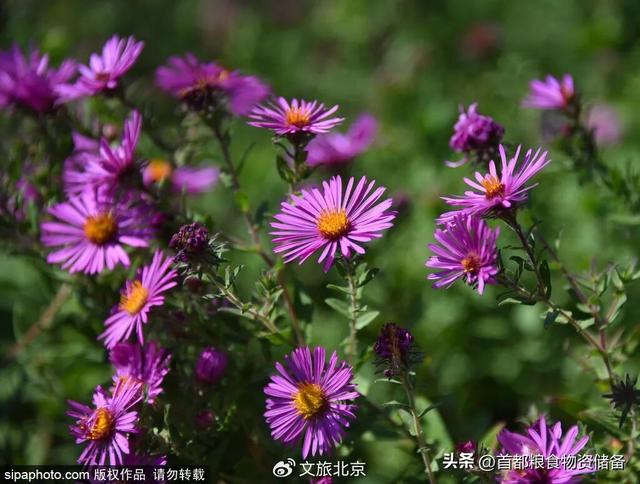 沉浸式感受！去“燕京十景”之一饱览碧波秋景｜周末京郊微度假