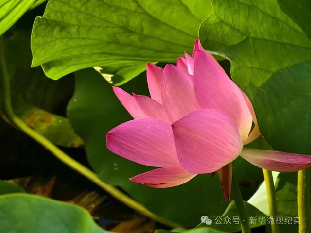 扎根污泥绽清姿：棣花古镇千亩荷花池遐思（作者：卫文龙）