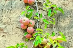 20棵不想死去的“树坚强”，活出了自己的风采，这就是生命的力量图片