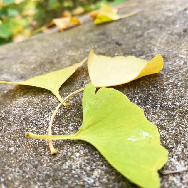 大邑银杏@你，初冬限定“金”喜，请查收！