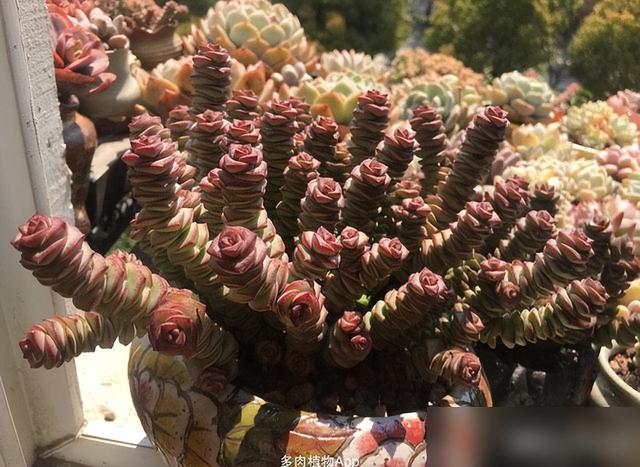 养钱串“3步走”，冬天长得快，上色状态美，爆盆长成“聚宝盆”