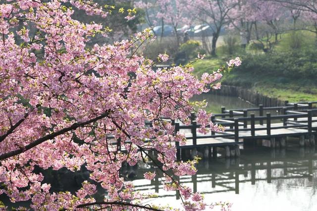 清晨7点的鼋头渚，美爆了