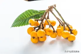 枇杷的保存方法：留住初夏的味道图片