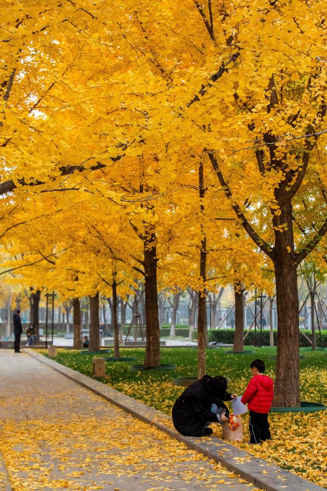 都跑去地坛看银杏了？北京中轴线南边的公园，藏着一处小众银杏林