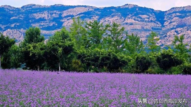 送票！西海岸这片梦幻花海开了！