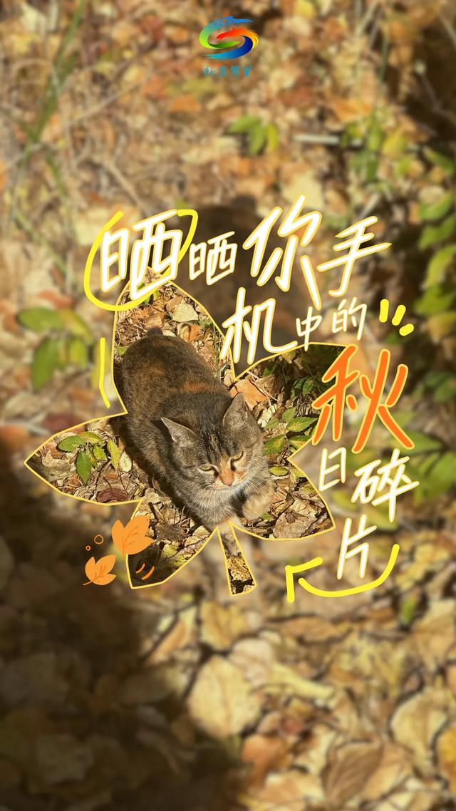 北疆文化 遇鉴赛罕 | 晒晒你手机中的赛罕秋色