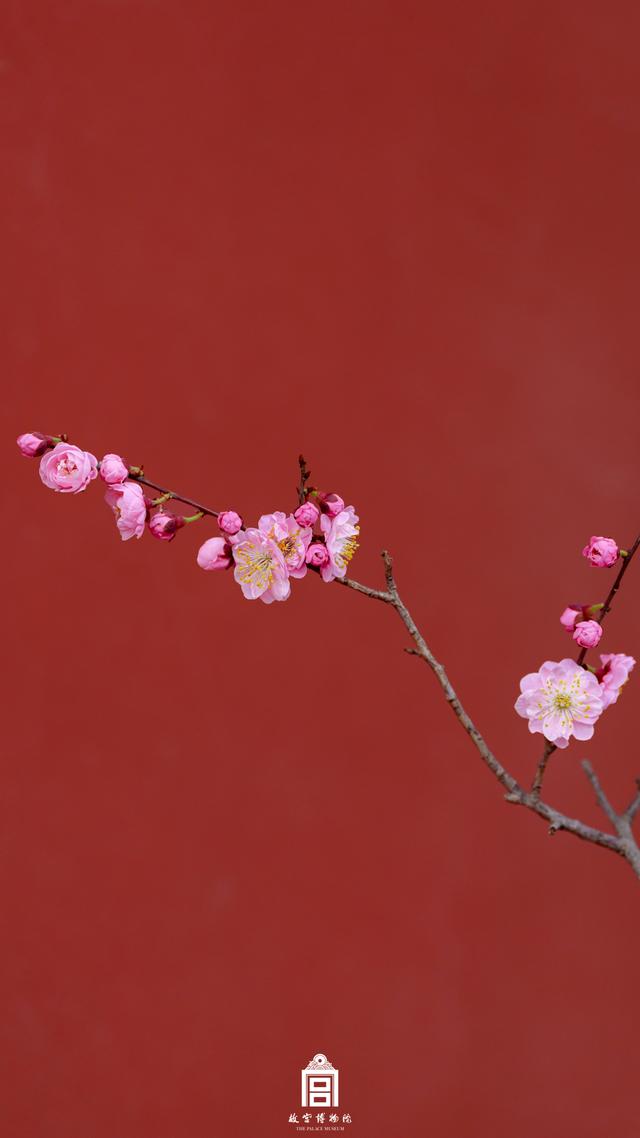 故宫的花开了，给历史赋予了春天的气息