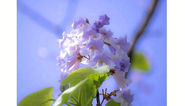 奈良县的代表动物不是鹿？日本47都道府县「县花・县动物」图鉴