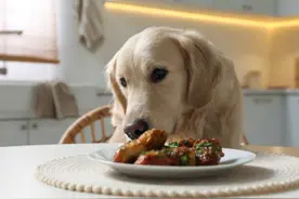 “养狗一天三顿饭，寿命要少一半”，啥意思？为何狗不能吃太饱？图片