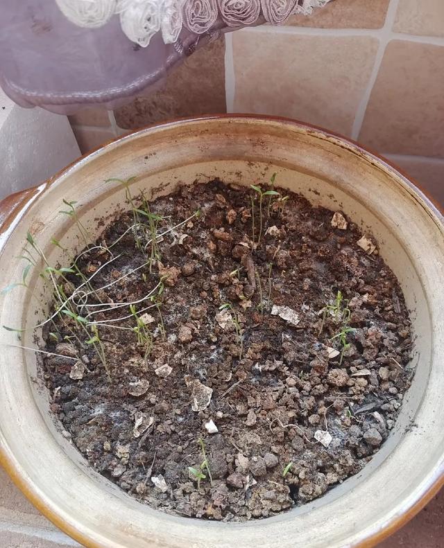 山东女子用200个矿泉水瓶在封闭阳台实现了蔬菜自由，网友:太牛了