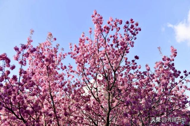 冬日美景在五华｜在暖冬赴一场粉色的冬樱花之约