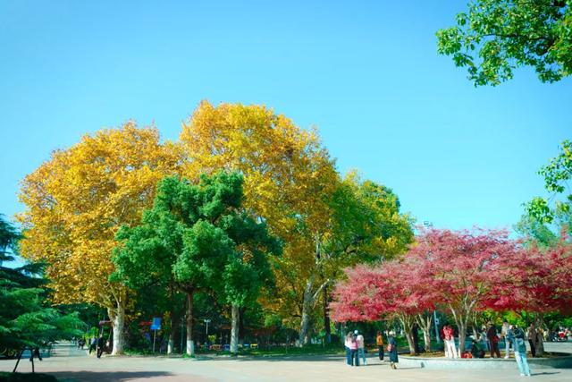 速报!长沙这个地方银杏浓度达100%,赏芦苇、砍甘蔗,遛娃惊喜超多